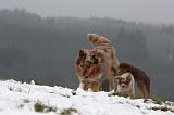 BERGER AUSTRALIEN - ADULT & PUPPY 058